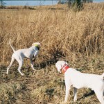 2 white dogs hunting