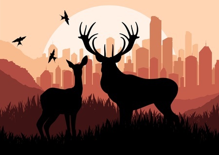 Hunting Deer in Tennessee