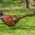 Pheasant roaming on grass