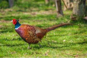 Pheasant roaming on grass