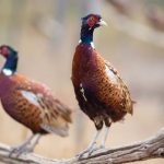 Two pheasants standing on a branch