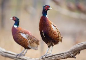Two pheasants standing on a branch