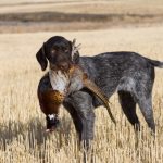 Dog with pheasant in mouth