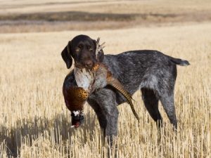 Dog with pheasant in mouth