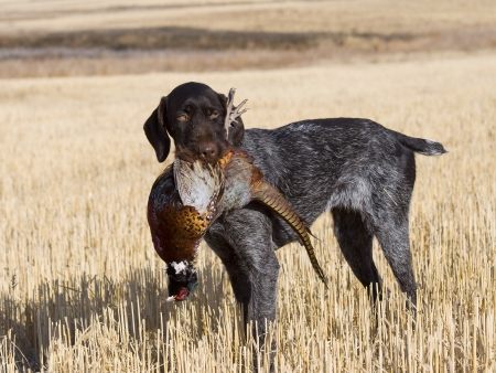 Bird Dogs and Hunting