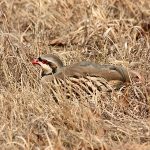 Chukar Partridge