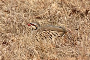 Chukar Partridge