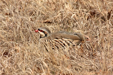 Chukar Partridge