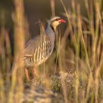 Chukar at Morning