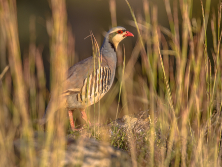 Chukar Are Most Active in the Morning Chukar at Morning
