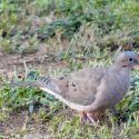 Five Reasons Why You’ll Love to Hunt Dove