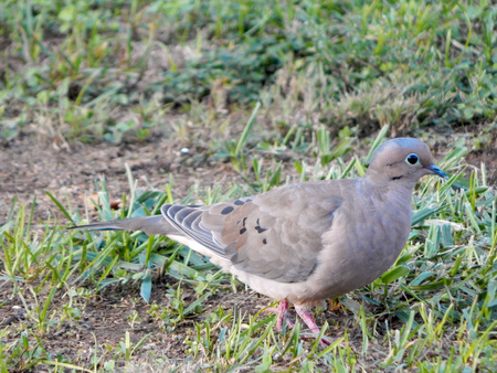 Mourning Dove