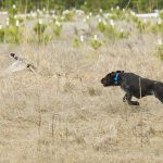 Dogs and Hunting Pheasants