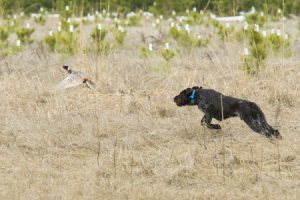 Dogs and Hunting Pheasants