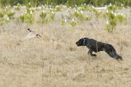 Dogs and Hunting Pheasants 