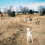 Pheasant Hunting