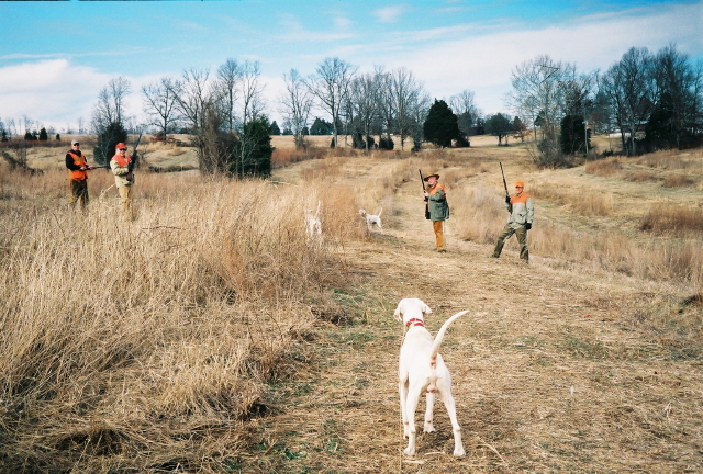 Pheasant Hunting 