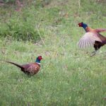 Two pheasants near each other in field