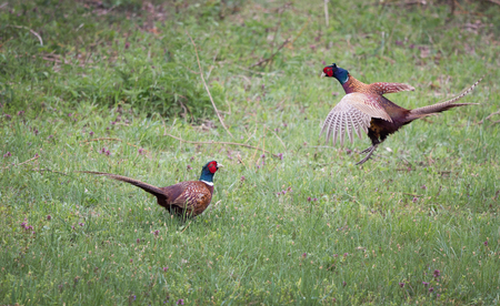Two pheasants near each other in field