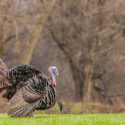 Here’s Why You Should Consider a Spring Turkey Hunt in Westmoreland, TN