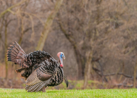 Turkey Hunting 