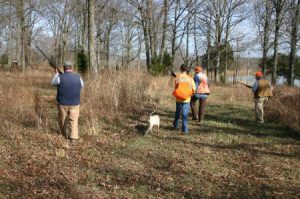 Pheasant Hunting