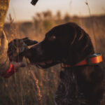 A dog gives a dead quail to a hunter