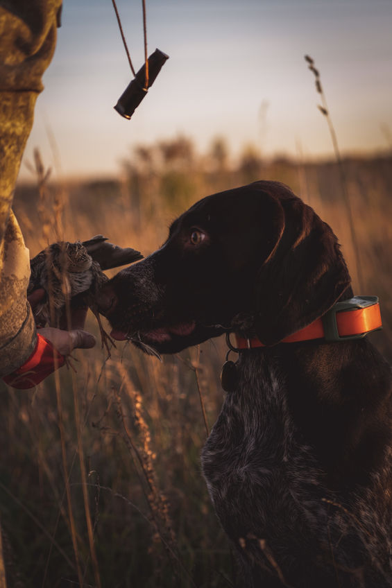A dog gives a dead quail to a hunter