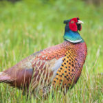 Pheasant In Grass