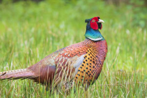 Pheasant In Grass