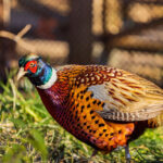 Close up shot of male Ring Necked Pheasant