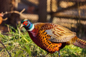 Close up shot of male Ring Necked Pheasant