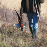 Back of going hunter with killed pheasant in hunter’s hand