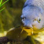 Closeup of catfish