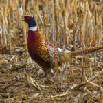 Pheasant in a field