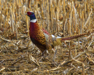 Pheasant in a field